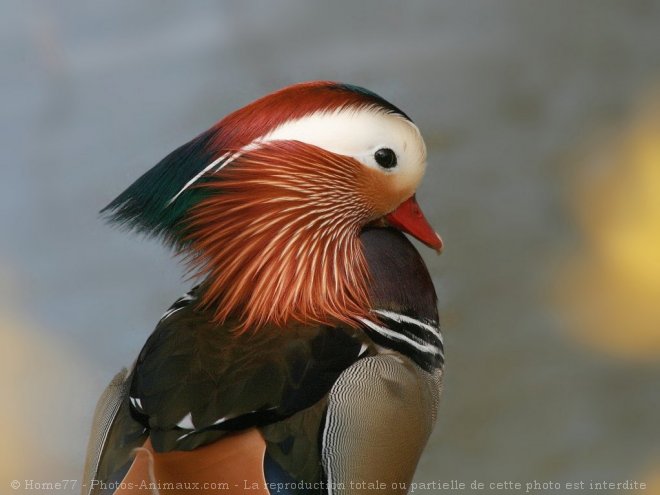 Photo de Canard mandarin