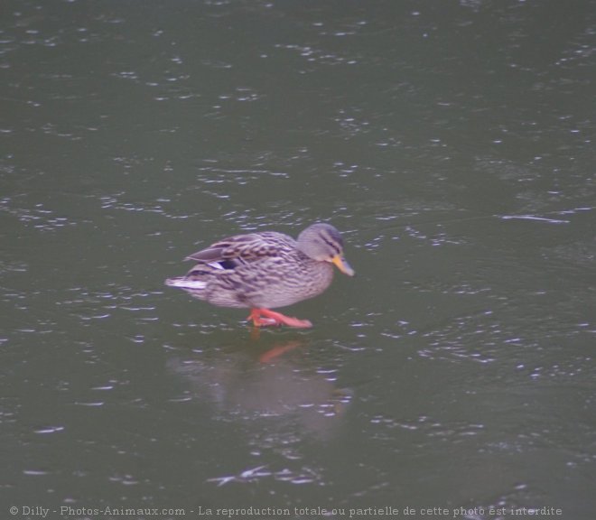 Photo de Canard colvert