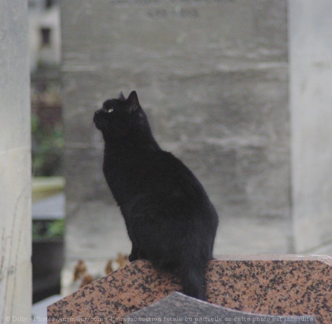 Photo de Chat domestique