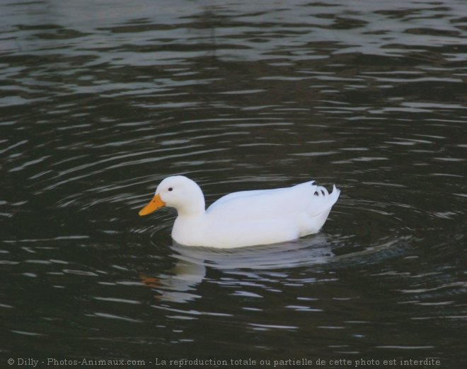 Photo de Canard