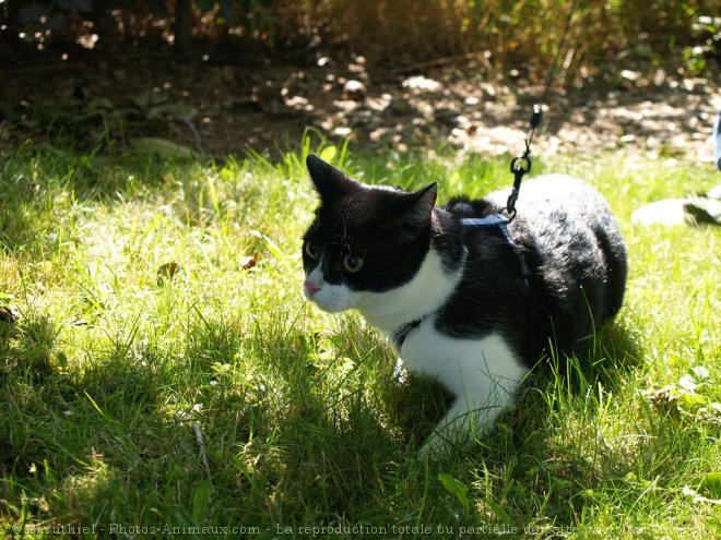 Photo de Chat domestique