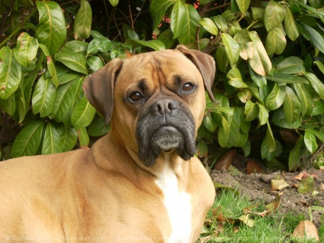 Photo de Boxer