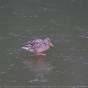 Photo de Canard colvert