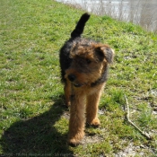 Photo d'Airedale terrier