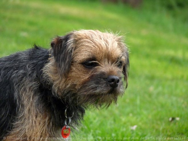 Photo de Border terrier