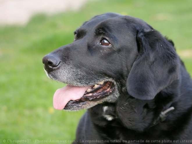 Photo de Labrador retriever