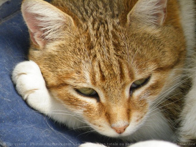 Photo de Chat domestique