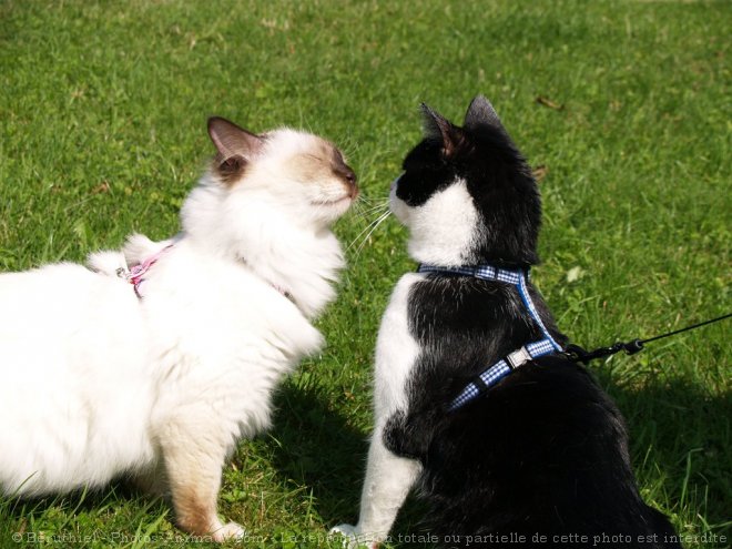 Photo de Races diffrentes