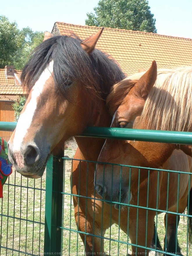 Photo de Races diffrentes