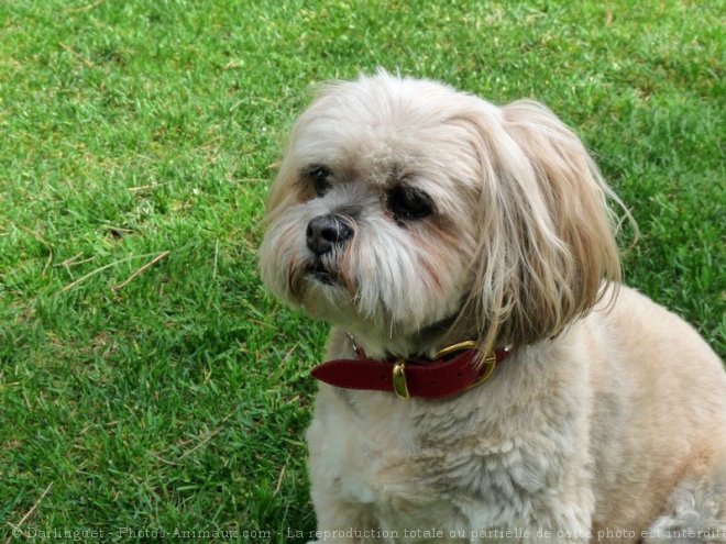 Photo de Lhassa apso