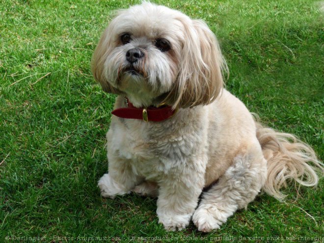 Photo de Lhassa apso