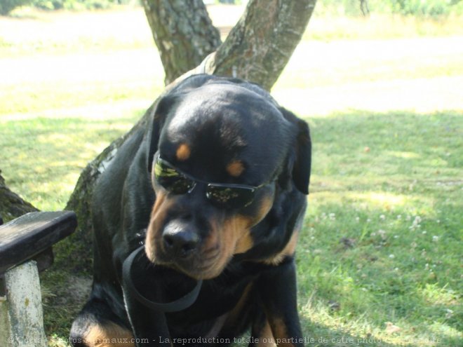 Photo de Rottweiler