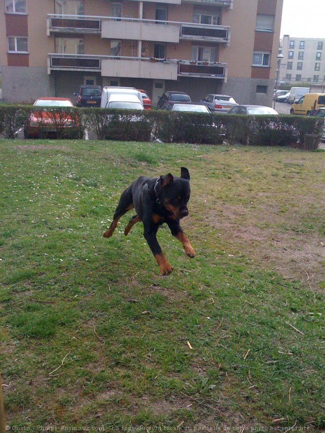 Photo de Rottweiler