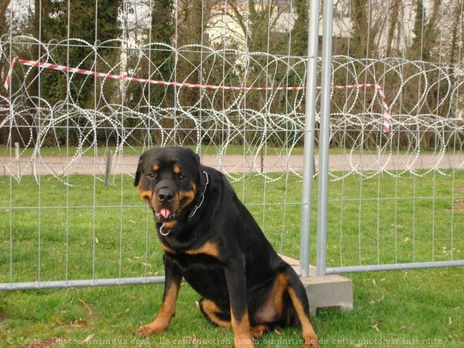 Photo de Rottweiler