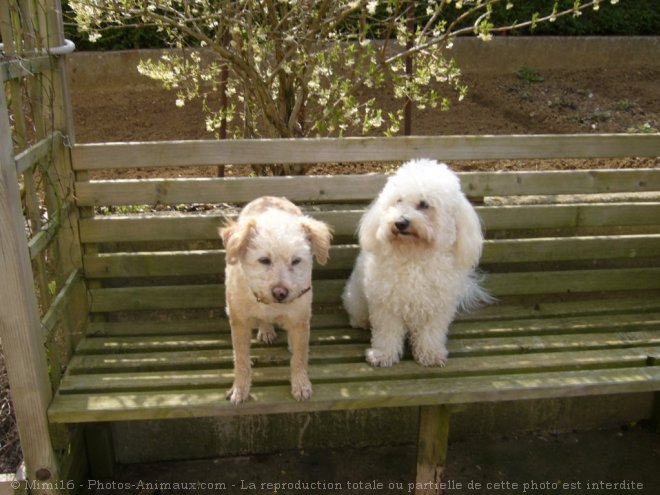 Photo de Bichon  poil fris