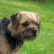 Photo de Border terrier