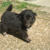 Photo de Chien de berger des shetland