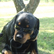 Photo de Rottweiler