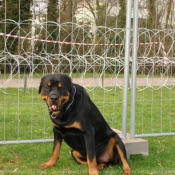 Photo de Rottweiler