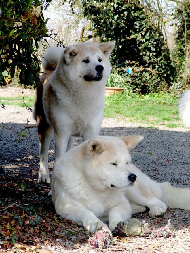 Photo d'Akita inu