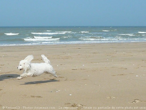 Photo de Bichon  poil fris