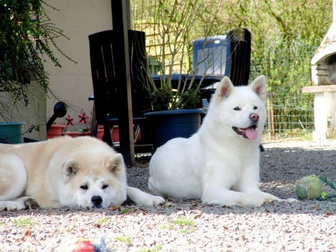 Photo d'Akita inu