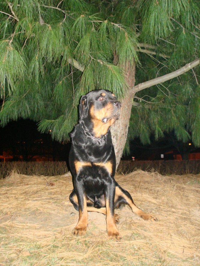 Photo de Rottweiler