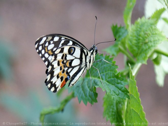 Photo de Papillon - machaon