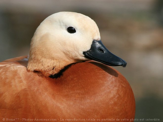 Photo de Canard tadorne casarca