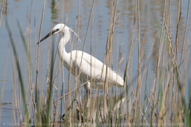 Photo d'Aigrette