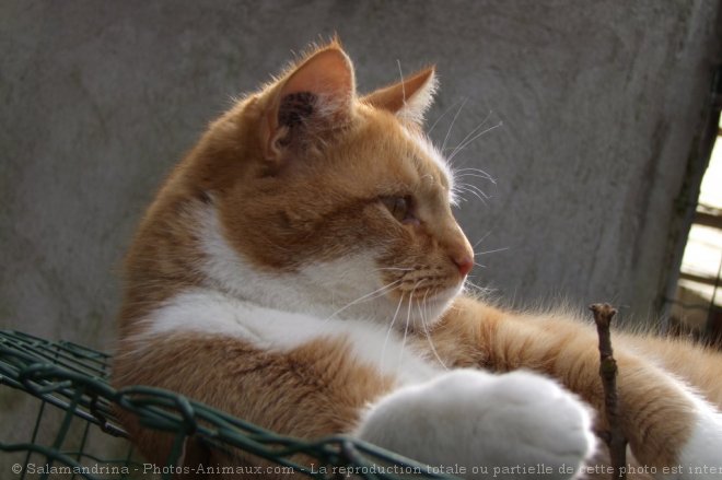 Photo de Chat domestique