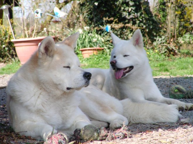 Photo d'Akita inu