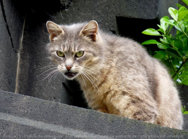 Photo de Chat domestique