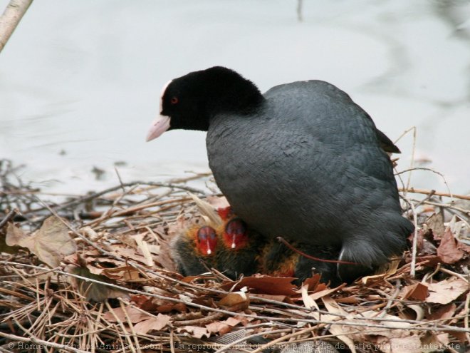 Photo de Foulque macroule