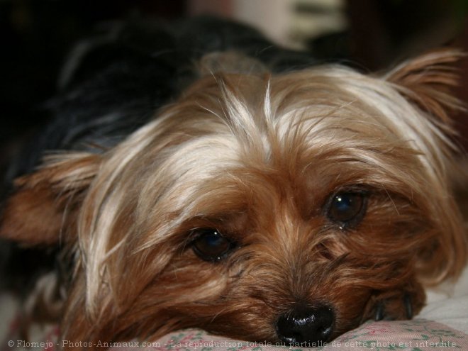 Photo de Yorkshire terrier