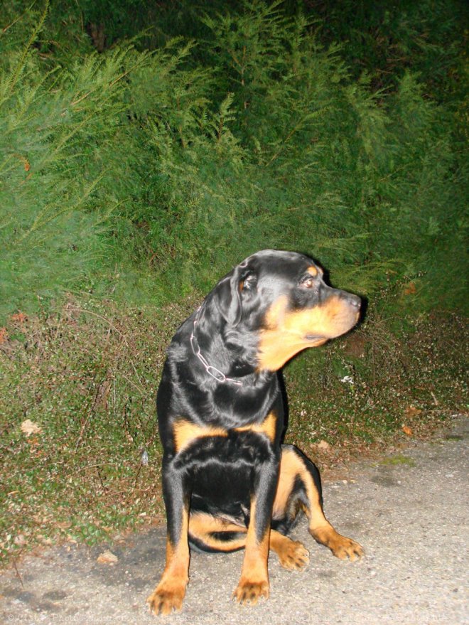 Photo de Rottweiler