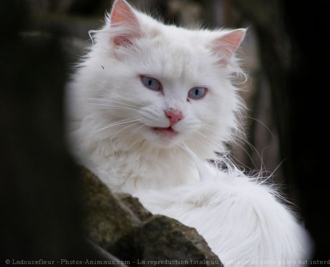 Photo d'Angora turc