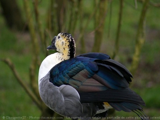 Photo de Canard