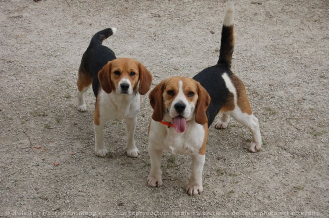 Photo de Beagle