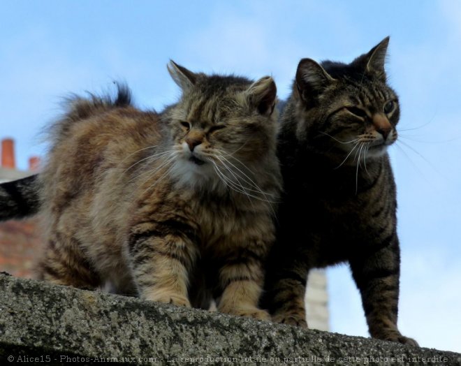 Photo de Chat domestique