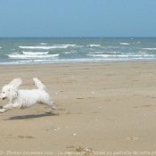 Photo de Bichon  poil fris