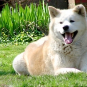 Photo d'Akita inu