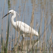 Photo d'Aigrette