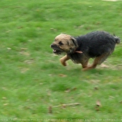 Photo de Border terrier