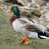 Photo de Canard colvert