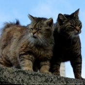 Photo de Chat domestique