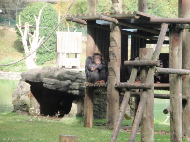 Photo de Singe