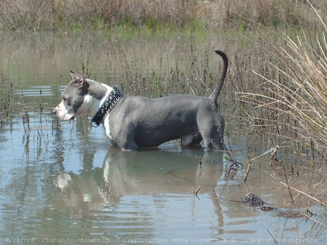 Photo d'American staffordshire terrier