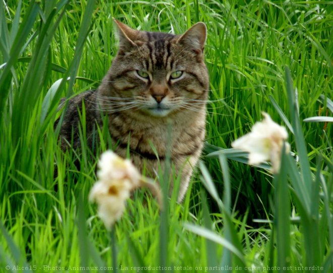 Photo de Chat domestique