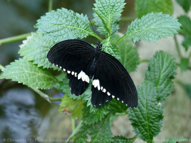 Photo de Papillon